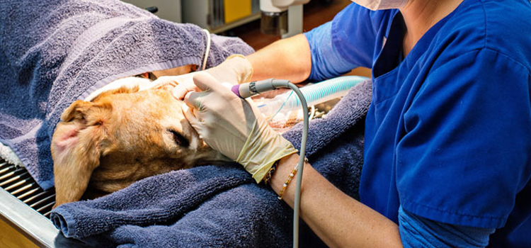 Rye animal hospital veterinary operation