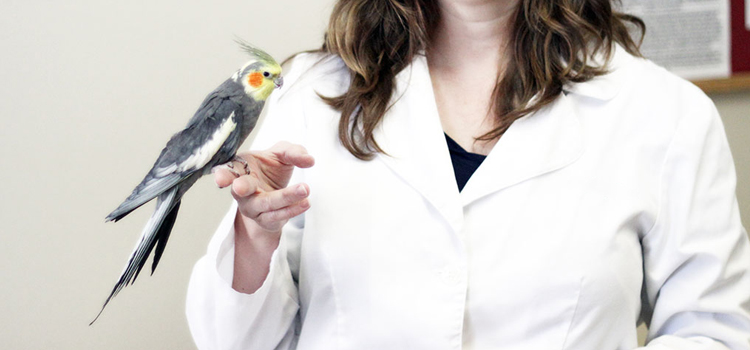 bird regular veterinary hospital in Merrimack clinic