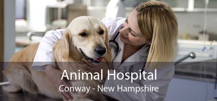 Animal Hospital Conway - New Hampshire