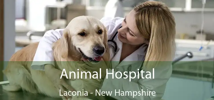 Animal Hospital Laconia - New Hampshire