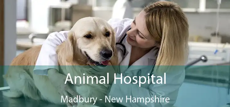 Animal Hospital Madbury - New Hampshire