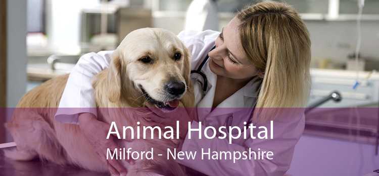 Animal Hospital Milford - New Hampshire