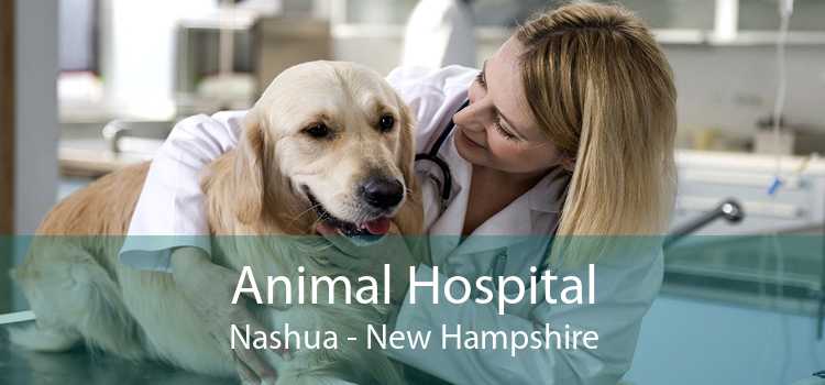 Animal Hospital Nashua - New Hampshire