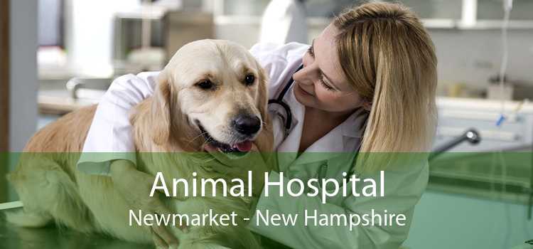 Animal Hospital Newmarket - New Hampshire