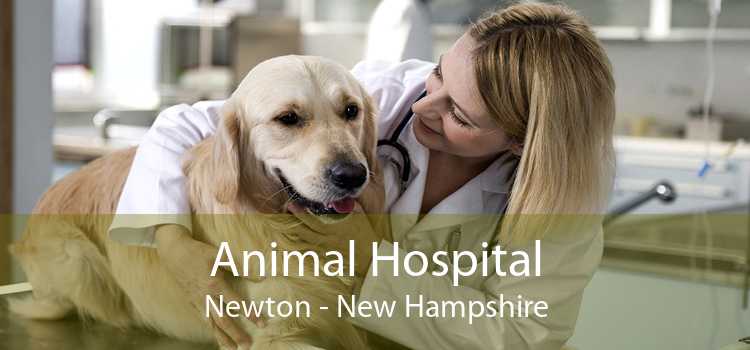 Animal Hospital Newton - New Hampshire