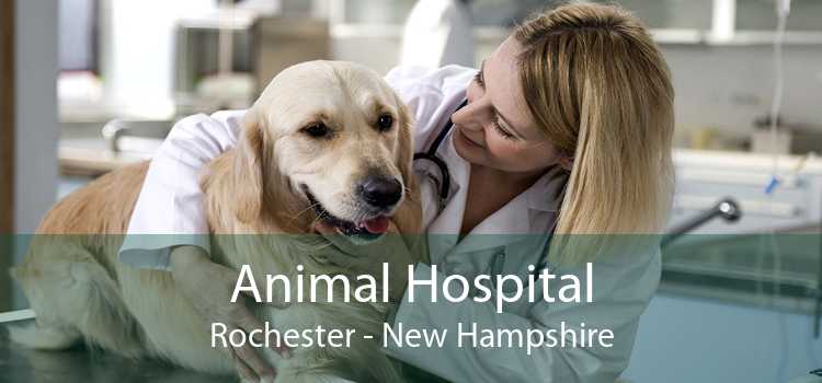 Animal Hospital Rochester - New Hampshire