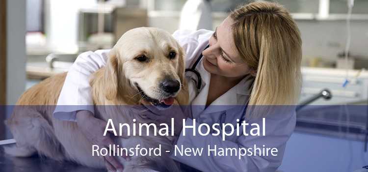 Animal Hospital Rollinsford - New Hampshire