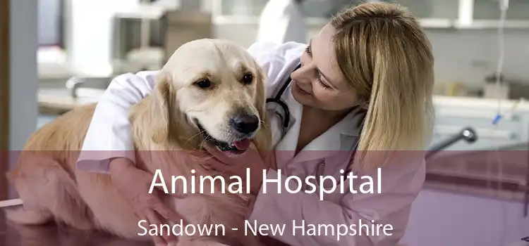 Animal Hospital Sandown - New Hampshire