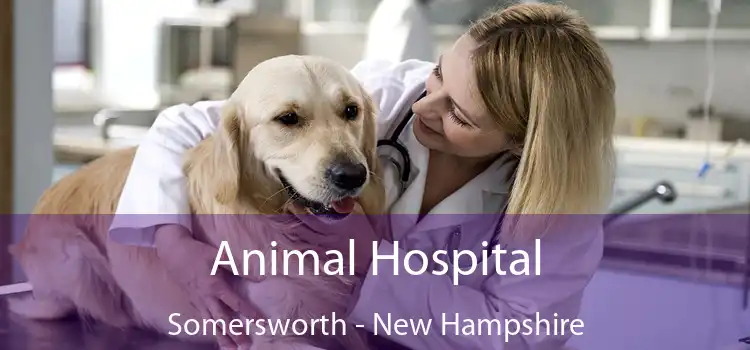 Animal Hospital Somersworth - New Hampshire