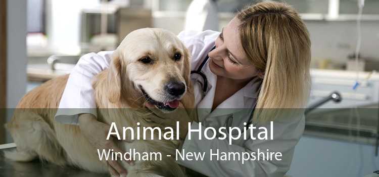 Animal Hospital Windham - New Hampshire
