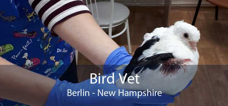 Bird Vet Berlin - New Hampshire