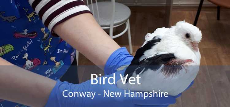 Bird Vet Conway - New Hampshire