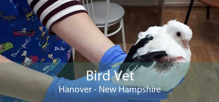 Bird Vet Hanover - New Hampshire