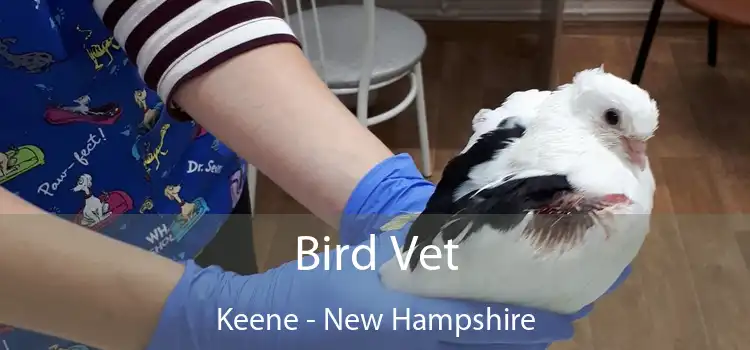 Bird Vet Keene - New Hampshire