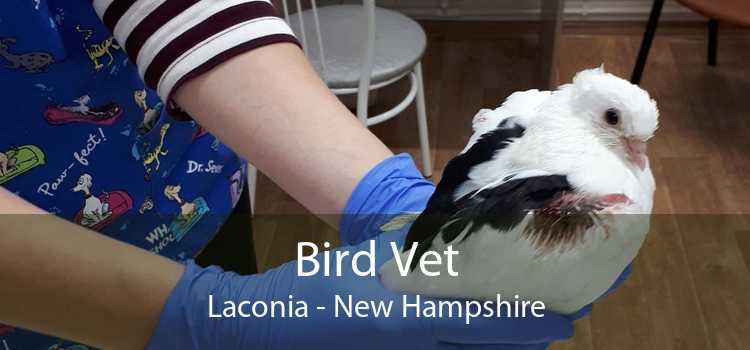 Bird Vet Laconia - New Hampshire