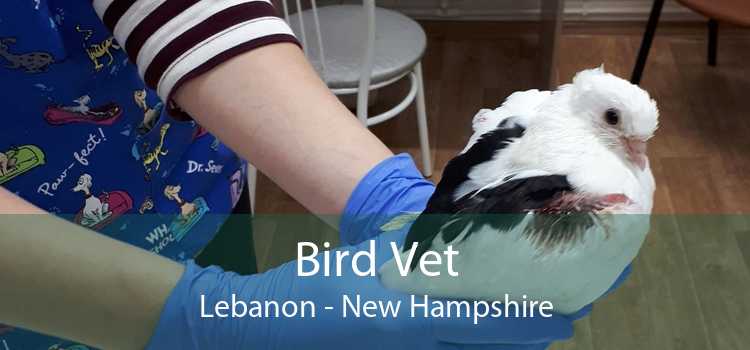 Bird Vet Lebanon - New Hampshire