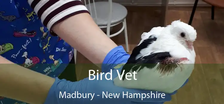 Bird Vet Madbury - New Hampshire