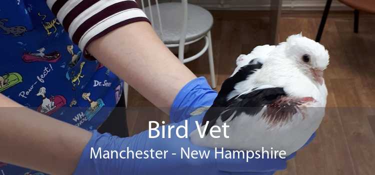 Bird Vet Manchester - New Hampshire