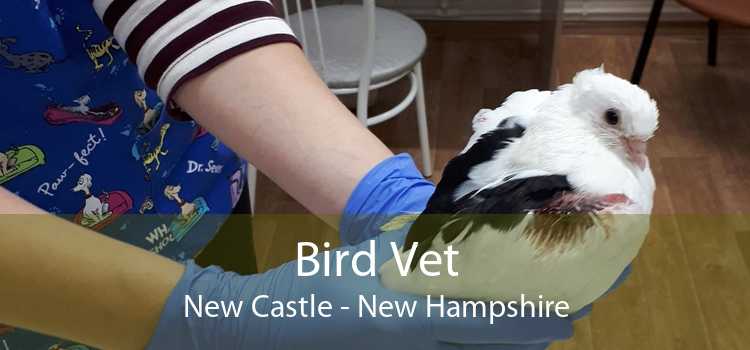 Bird Vet New Castle - New Hampshire