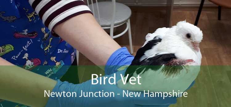 Bird Vet Newton Junction - New Hampshire