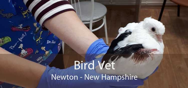 Bird Vet Newton - New Hampshire