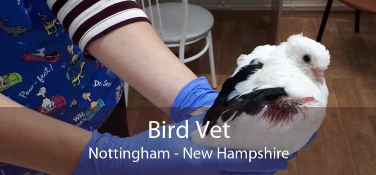 Bird Vet Nottingham - New Hampshire