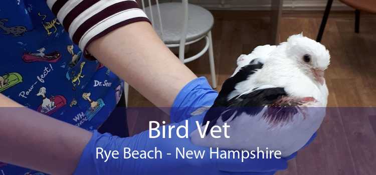 Bird Vet Rye Beach - New Hampshire