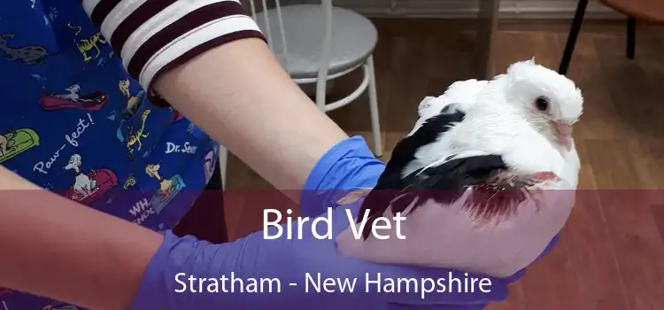 Bird Vet Stratham - New Hampshire