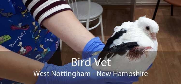 Bird Vet West Nottingham - New Hampshire
