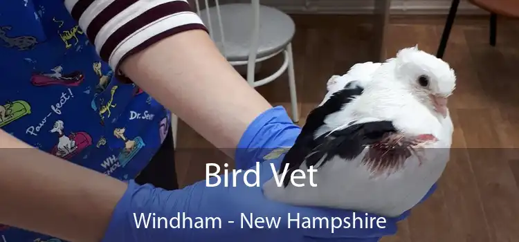 Bird Vet Windham - New Hampshire