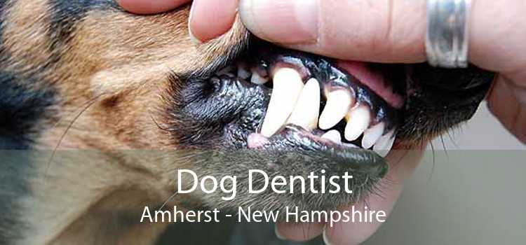 Dog Dentist Amherst - New Hampshire