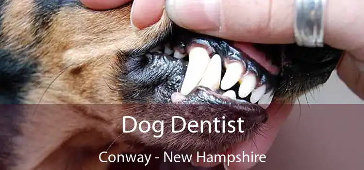 Dog Dentist Conway - New Hampshire