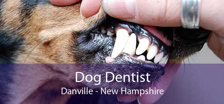 Dog Dentist Danville - New Hampshire