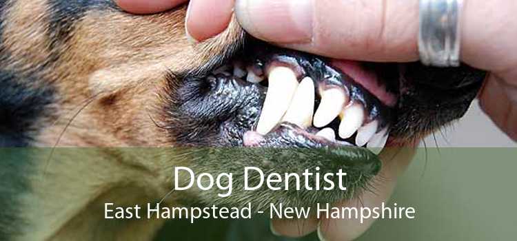 Dog Dentist East Hampstead - New Hampshire
