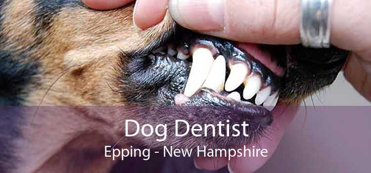 Dog Dentist Epping - New Hampshire