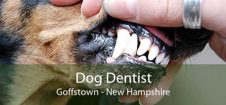 Dog Dentist Goffstown - New Hampshire