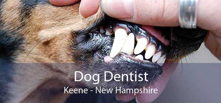Dog Dentist Keene - New Hampshire