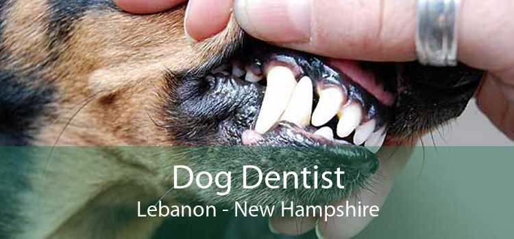Dog Dentist Lebanon - New Hampshire