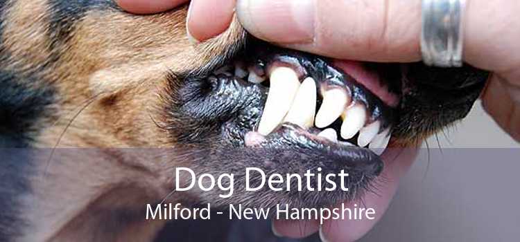 Dog Dentist Milford - New Hampshire