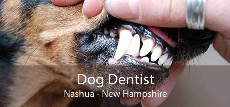 Dog Dentist Nashua - New Hampshire