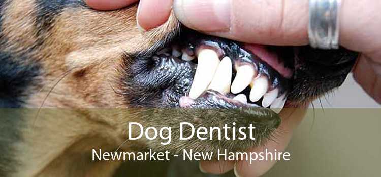 Dog Dentist Newmarket - New Hampshire