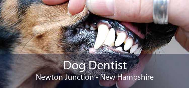 Dog Dentist Newton Junction - New Hampshire