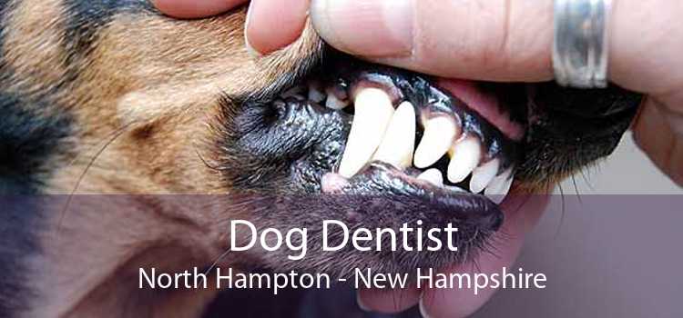 Dog Dentist North Hampton - New Hampshire