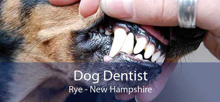 Dog Dentist Rye - New Hampshire