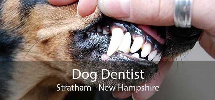 Dog Dentist Stratham - New Hampshire