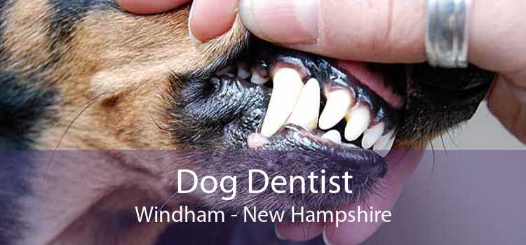 Dog Dentist Windham - New Hampshire