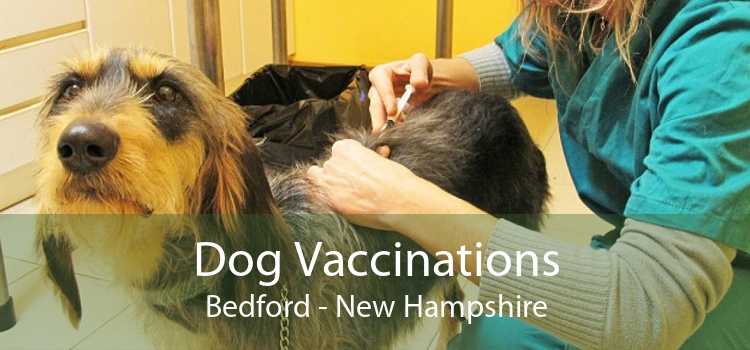 Dog Vaccinations Bedford - New Hampshire