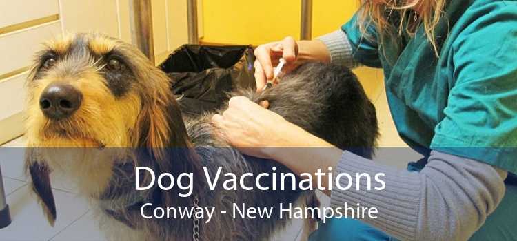 Dog Vaccinations Conway - New Hampshire