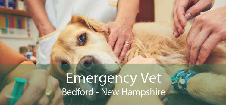 Emergency Vet Bedford - New Hampshire