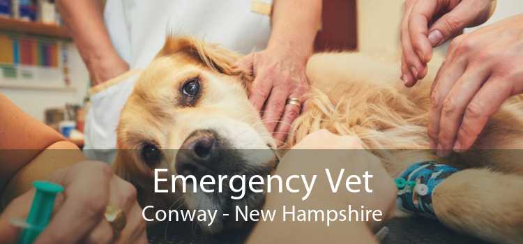 Emergency Vet Conway - New Hampshire